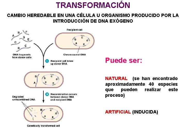 TRANSFORMACIÓN CAMBIO HEREDABLE EN UNA CÉLULA U ORGANISMO PRODUCIDO POR LA INTRODUCCIÓN DE DNA