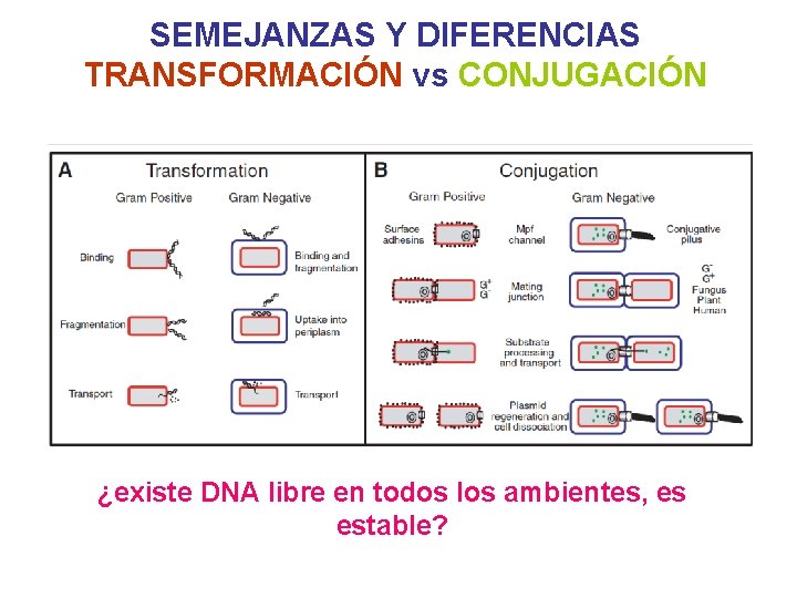 SEMEJANZAS Y DIFERENCIAS TRANSFORMACIÓN vs CONJUGACIÓN ¿existe DNA libre en todos los ambientes, es