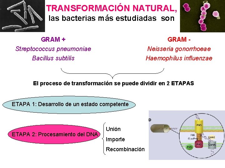 TRANSFORMACIÓN NATURAL, las bacterias más estudiadas son GRAM + Streptococcus pneumoniae GRAM Neisseria gonorrhoeae
