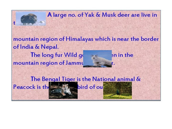 A large no. of Yak & Musk deer are live in the mountain region