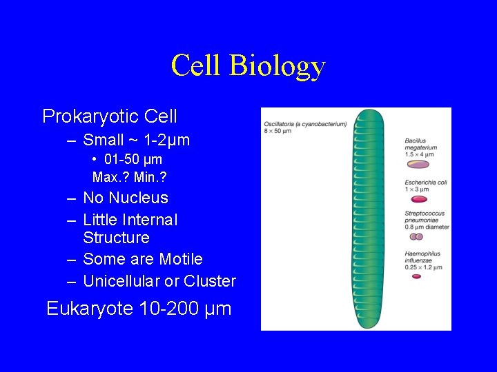 Cell Biology Prokaryotic Cell – Small ~ 1 -2µm • 01 -50 µm Max.