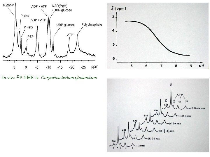 In vivo 31 P NMR di Corynebacterium glutamicum 