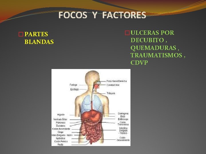 FOCOS Y FACTORES �PARTES BLANDAS �ULCERAS POR DECUBITO , QUEMADURAS , TRAUMATISMOS , CDVP FOCOS Y FACTORES �PARTES BLANDAS �ULCERAS POR DECUBITO , QUEMADURAS , TRAUMATISMOS , CDVP