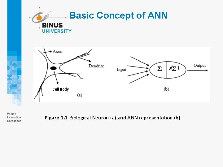 Basic Concept of ANN Cell Body Figure 1. 1 Biological Neuron (a) and ANN Basic Concept of ANN Cell Body Figure 1. 1 Biological Neuron (a) and ANN