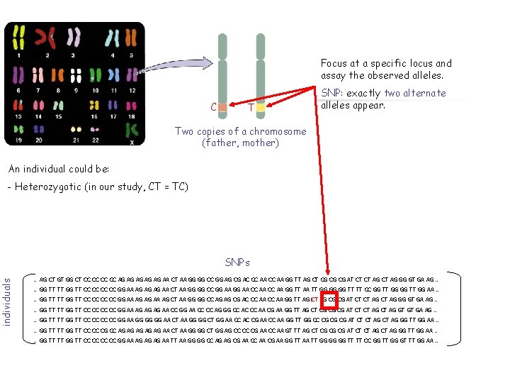 Focus at a specific locus and assay the observed alleles. C T SNP: exactly
