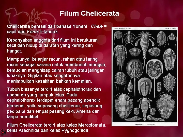 Filum Chelicerata berasal dari bahasa Yunani : Chele = capit dan Keros = tanduk.