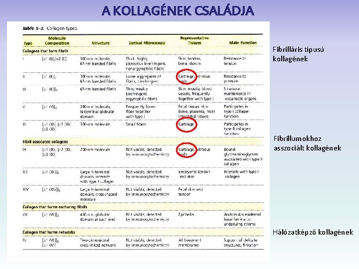 A KOLLAGÉNEK CSALÁDJA Fibrilláris típusú kollagének Fibrillumokhoz asszociált kollagének Hálózatképző kollagének 