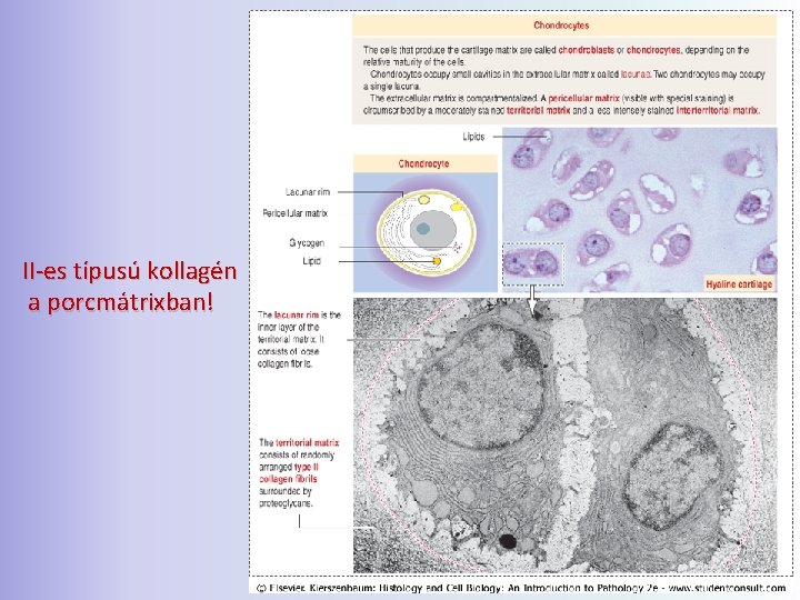 II-es típusú kollagén a porcmátrixban! 