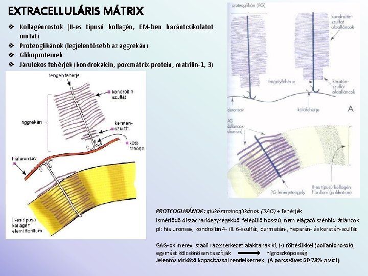 EXTRACELLULÁRIS MÁTRIX v Kollagénrostok (II-es típusú kollagén, EM-ben harántcsíkolatot mutat) v Proteoglikánok (legjelentősebb az