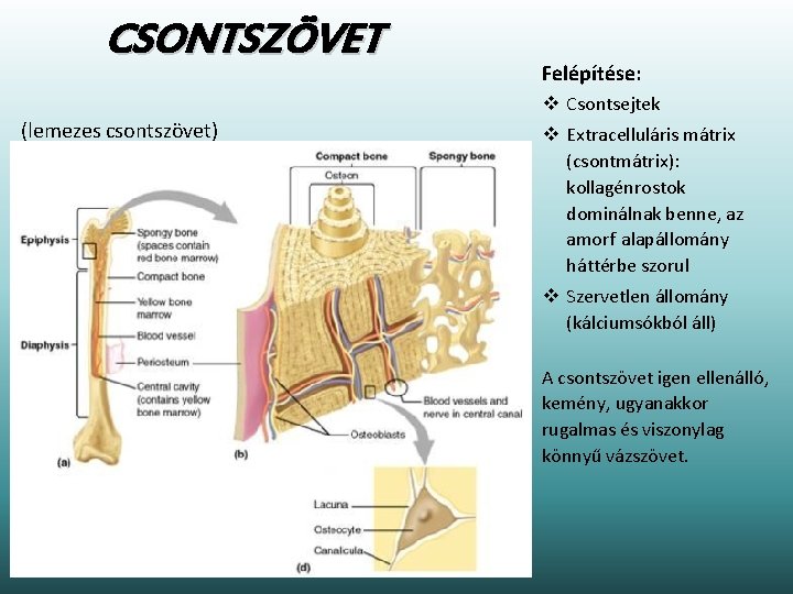 CSONTSZÖVET Felépítése: v Csontsejtek (lemezes csontszövet) v Extracelluláris mátrix (csontmátrix): kollagénrostok dominálnak benne, az