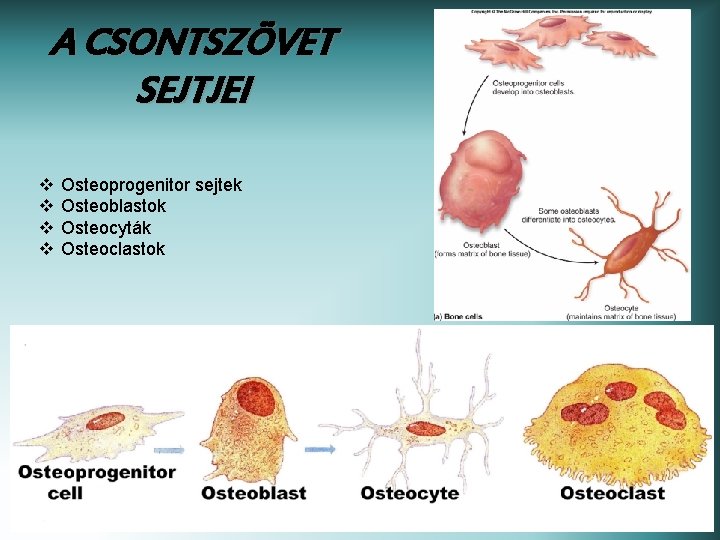 A CSONTSZÖVET SEJTJEI v v Osteoprogenitor sejtek Osteoblastok Osteocyták Osteoclastok 