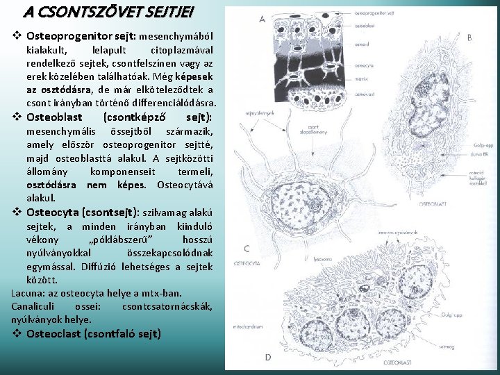 A CSONTSZÖVET SEJTJEI v Osteoprogenitor sejt: mesenchymából kialakult, lelapult citoplazmával rendelkező sejtek, csontfelszínen vagy