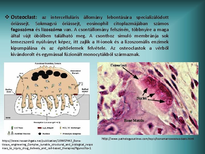 v Osteoclast: az intercelluláris állomány lebontására specializálódott óriássejt. Sokmagvú óriássejt, eosinophil citoplazmájában számos fagoszóma