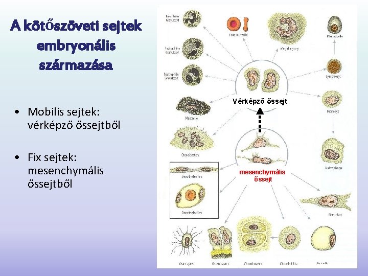 A kötőszöveti sejtek embryonális származása • Mobilis sejtek: vérképző őssejtből • Fix sejtek: mesenchymális