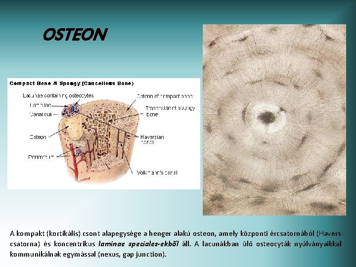 OSTEON A kompakt (kortikális) csont alapegysége a henger alakú osteon, amely központi ércsatornából (Haverscsatorna)