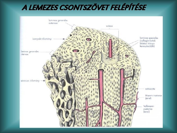 A LEMEZES CSONTSZÖVET FELÉPÍTÉSE 