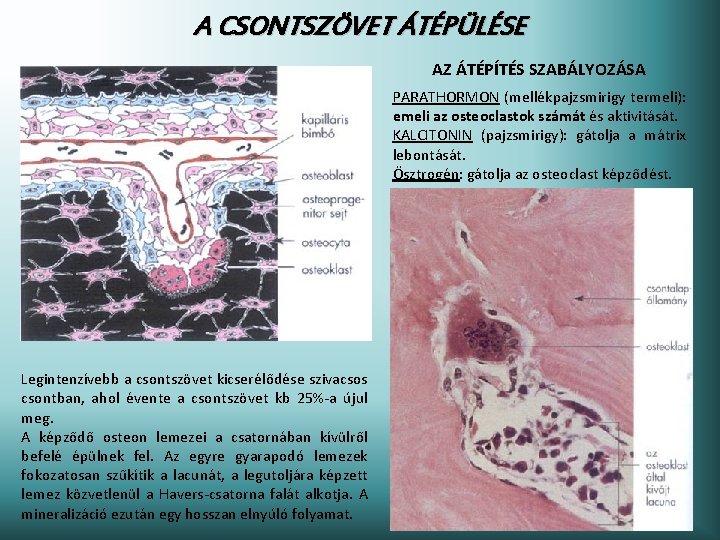 A CSONTSZÖVET ÁTÉPÜLÉSE AZ ÁTÉPÍTÉS SZABÁLYOZÁSA PARATHORMON (mellékpajzsmirigy termeli): emeli az osteoclastok számát és