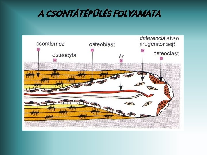 A CSONTÁTÉPÜLÉS FOLYAMATA 