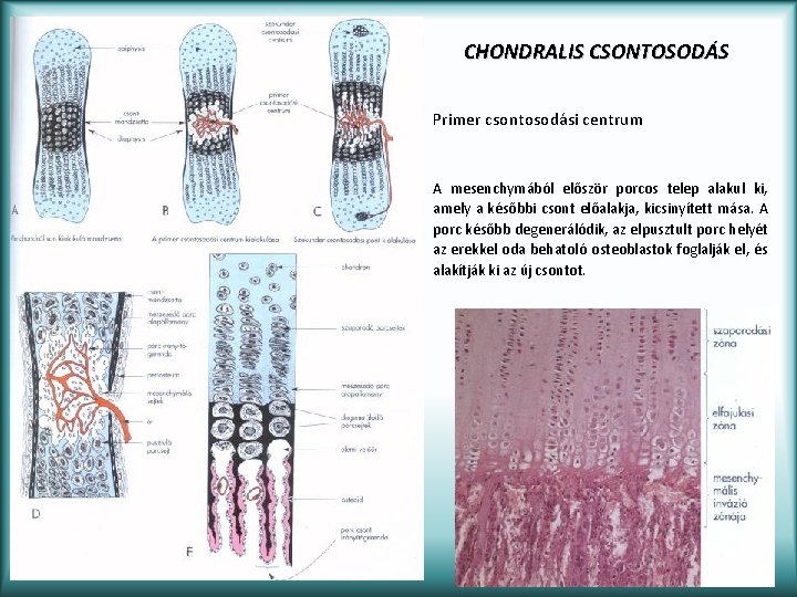 CHONDRALIS CSONTOSODÁS Primer csontosodási centrum A mesenchymából először porcos telep alakul ki, amely a