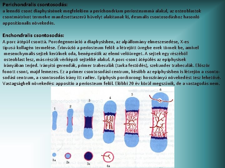 Perichondralis csontosodás: a leendő csont diaphysisének megfelelően a perichondrium periosteummá alakul, az osteoblastok csontmátrixot