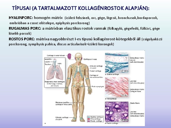 TÍPUSAI (A TARTALMAZOTT KOLLAGÉNROSTOK ALAPJÁN): HYALINPORC: homogén mátrix (ízületi felszínek, orr, gége, légcső, bronchusok,