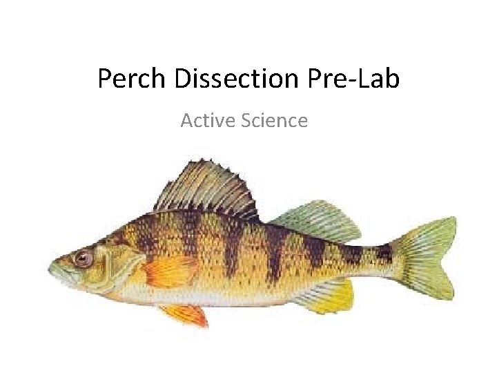 Perch Dissection Pre-Lab Active Science 