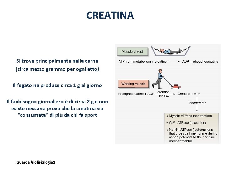 CREATINA Si trova principalmente nella carne (circa mezzo grammo per ogni etto) Il fegato