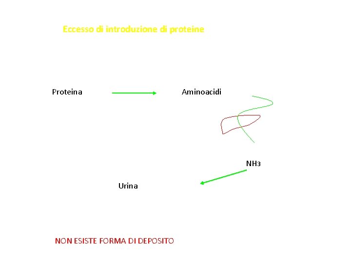 Eccesso di introduzione di proteine Proteina Aminoacidi NH 3 Urina NON ESISTE FORMA DI