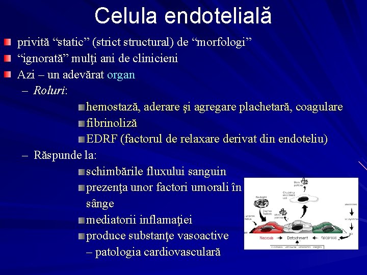 Celula endotelială privită “static” (strict structural) de “morfologi” “ignorată” mulţi ani de clinicieni Azi