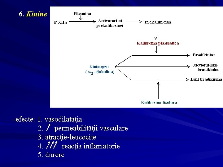 6. Kinine -efecte: 1. vasodilataţia 2. permeabilităţii vasculare 3. atracţie-leucocite 4. reacţia inflamatorie 5.