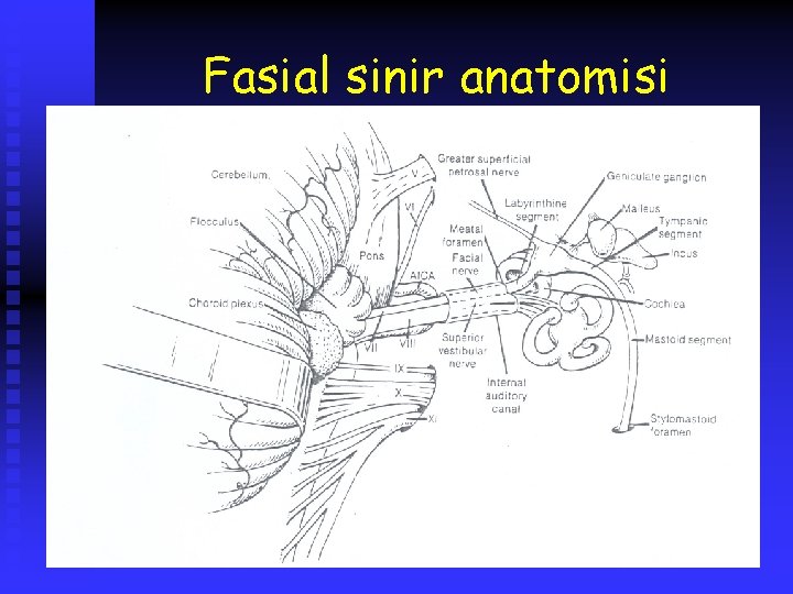 Fasial sinir anatomisi 