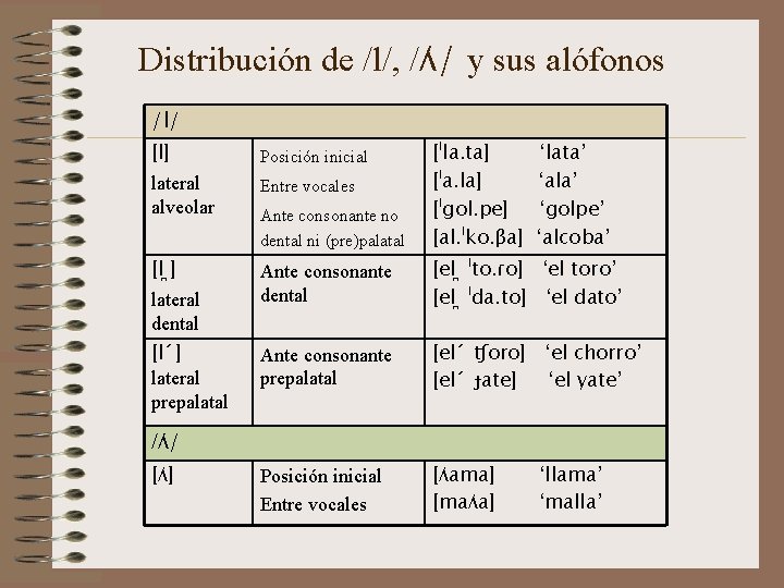 Distribución de /l/, /ʎ/ y sus alófonos /l/ [l] lateral alveolar Entre vocales Ante