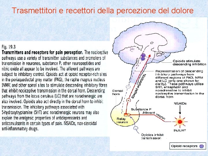 Trasmettitori e recettori della percezione del dolore 