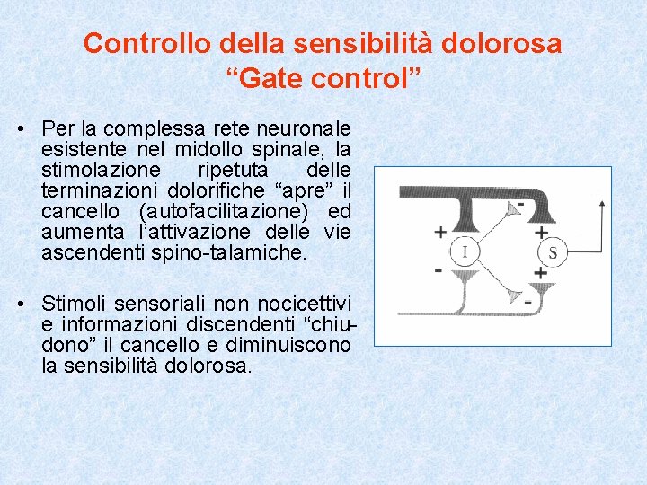 Controllo della sensibilità dolorosa “Gate control” • Per la complessa rete neuronale esistente nel