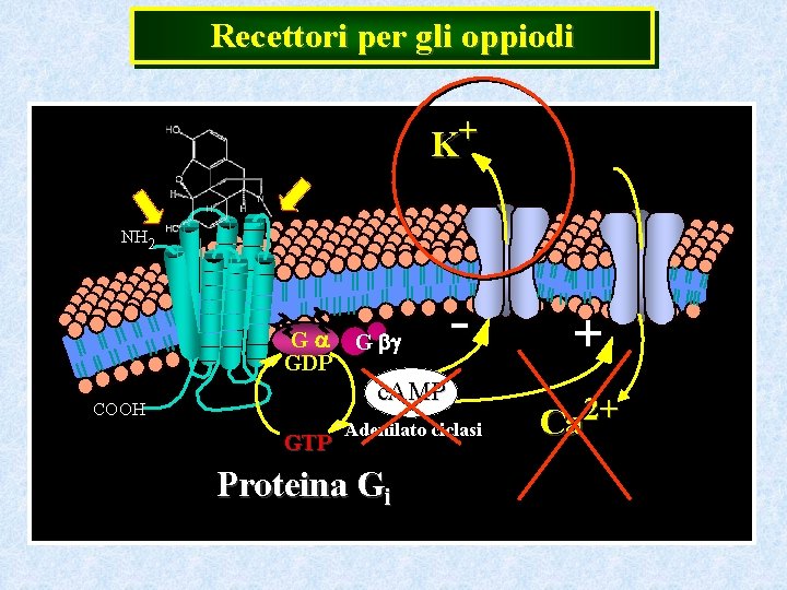 Recettori per gli oppiodi K+ NH 2 II G a G bg GDP c.