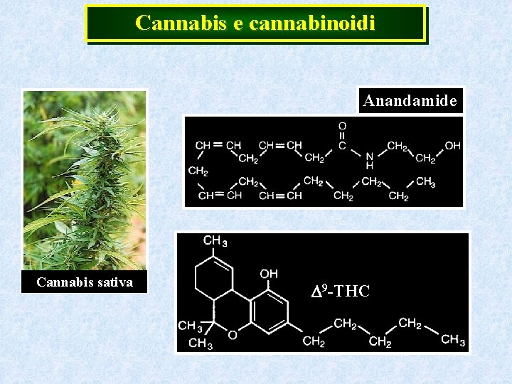 Cannabis e cannabinoidi Anandamide Cannabis sativa D 9 -THC 