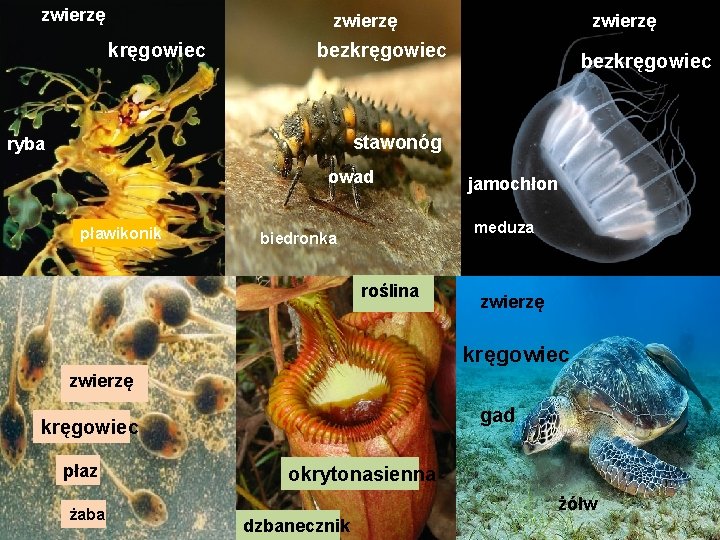 zwierzę kręgowiec zwierzę bezkręgowiec stawonóg ryba owad pławikonik jamochłon meduza biedronka roślina zwierzę kręgowiec