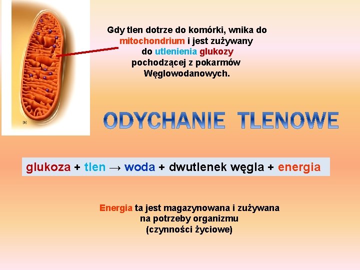 Gdy tlen dotrze do komórki, wnika do mitochondrium i jest zużywany do utlenienia glukozy