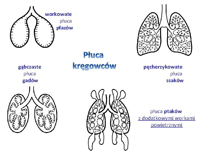 workowate płuca płazów gąbczaste płuca gadów pęcherzykowate płuca ssaków płuca ptaków z dodatkowymi workami