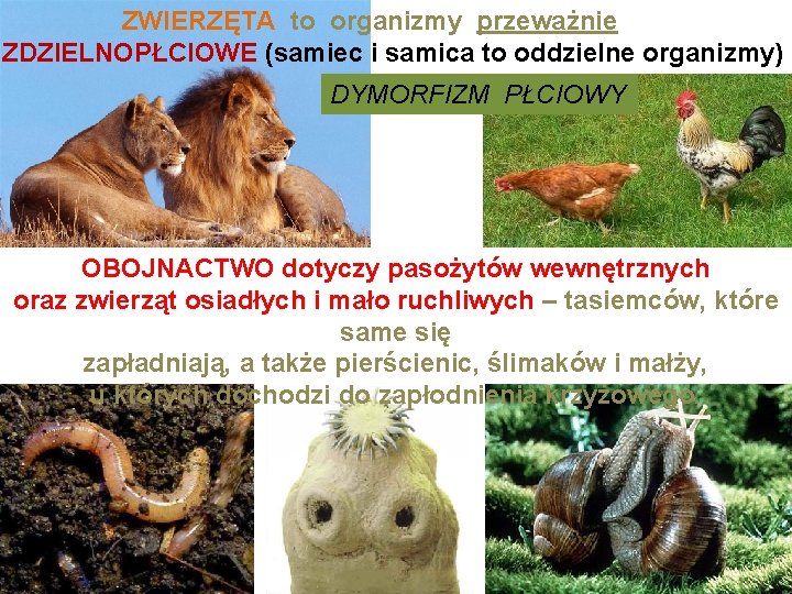 ZWIERZĘTA to organizmy przeważnie OZDZIELNOPŁCIOWE (samiec i samica to oddzielne organizmy) DYMORFIZM PŁCIOWY OBOJNACTWO