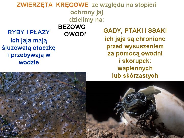 ZWIERZĘTA KRĘGOWE ze względu na stopień ochrony jaj dzielimy na: BEZOWODNIOWCE GADY, PTAKI I