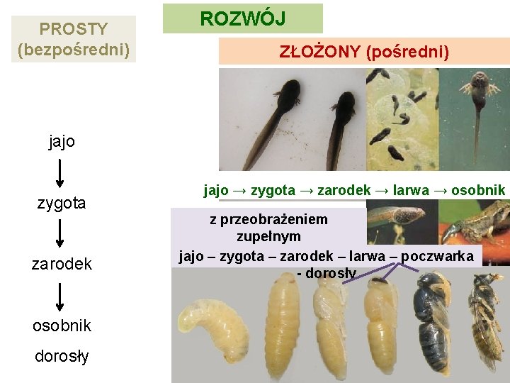 PROSTY (bezpośredni) ROZWÓJ ZŁOŻONY (pośredni) jajo zygota zarodek osobnik dorosły jajo → zygota →