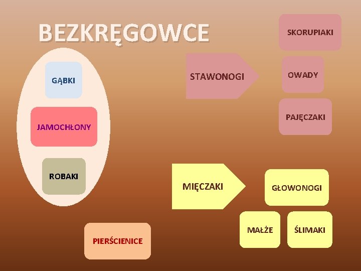 BEZKRĘGOWCE SKORUPIAKI OWADY STAWONOGI GĄBKI PAJĘCZAKI JAMOCHŁONY ROBAKI MIĘCZAKI GŁOWONOGI MAŁŻE PIERŚCIENICE ŚLIMAKI 