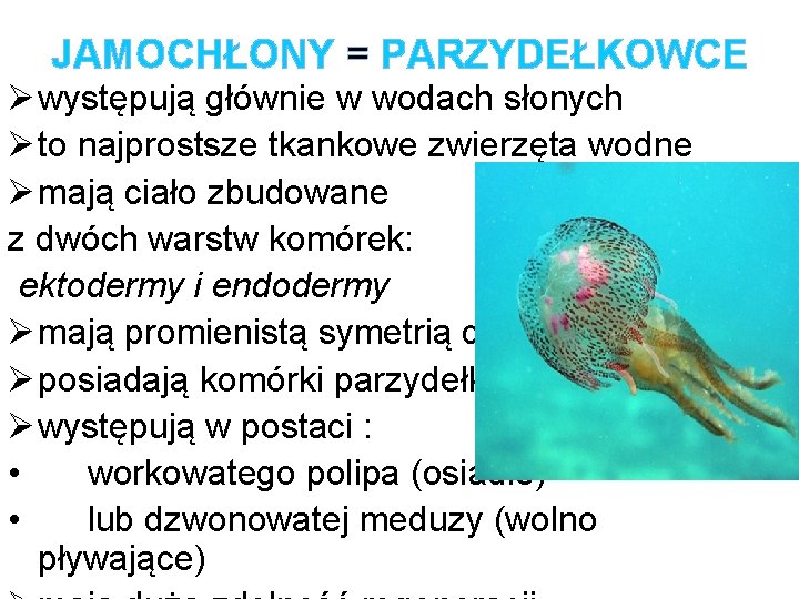 JAMOCHŁONY = PARZYDEŁKOWCE Ø występują głównie w wodach słonych Ø to najprostsze tkankowe zwierzęta