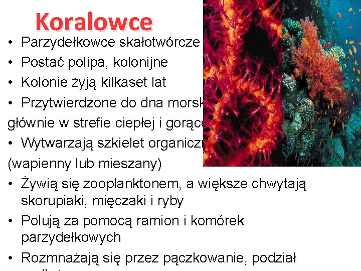 Koralowce • Parzydełkowce skałotwórcze • Postać polipa, kolonijne • Kolonie żyją kilkaset lat •