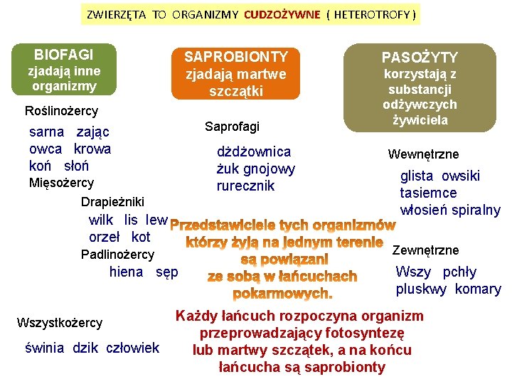 ZWIERZĘTA TO ORGANIZMY CUDZOŻYWNE ( HETEROTROFY ) BIOFAGI SAPROBIONTY zjadają martwe szczątki zjadają inne