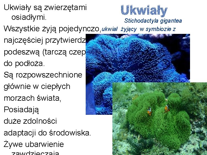 Ukwiały są zwierzętami Ukwiały osiadłymi. Stichodactyla gigantea Wszystkie żyją pojedynczo, ukwiał żyjący w symbiozie