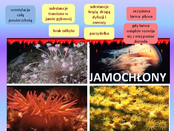 wentylacja całą powierzchnią substancje trawione w jamie gębowej brak odbytu substancje krążą drogą dyfuzji