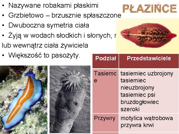  • Nazywane robakami płaskimi PŁAZIŃCE • Grzbietowo – brzusznie spłaszczone • Dwuboczna symetria