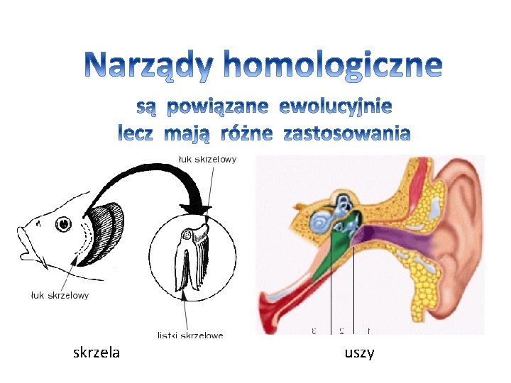 skrzela uszy 